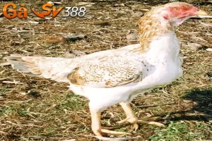 Gà rừng Saipan Mỹ - Chiến kê cực nổi trên đấu trường 11 ga saipan 1