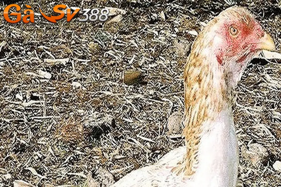 Gà rừng Saipan Mỹ - Chiến kê cực nổi trên đấu trường 2 ga saipan